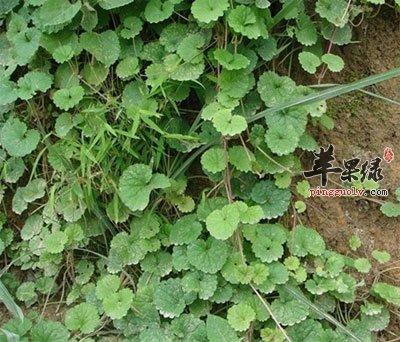 通骨消的功效与作用-通骨消的图片样子