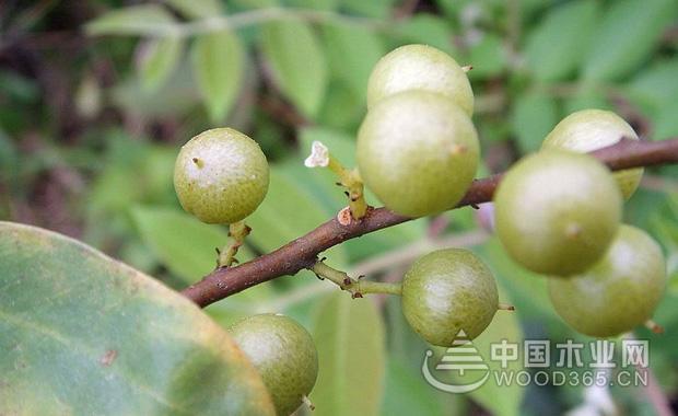 酸藤果的功效与作用-酸藤果的图片样子