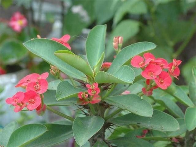 铁海棠花的功效与作用-铁海棠花的图片样子