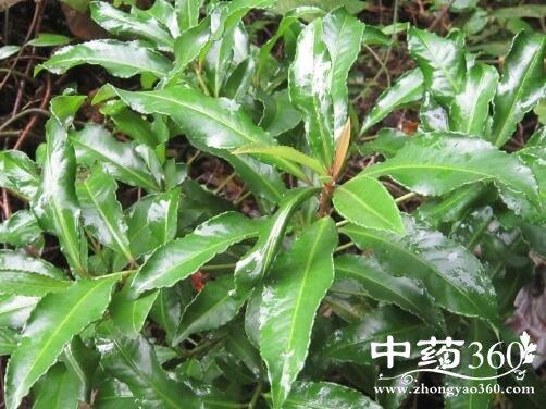 铜罗伞的功效与作用-铜罗伞的图片样子