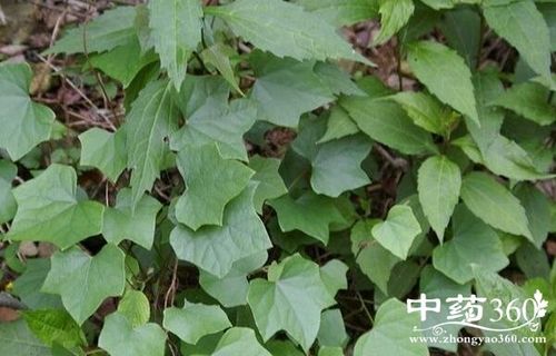 锡生藤的功效与作用-锡生藤的图片样子