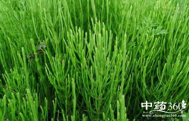 问荆的功效与作用-问荆的图片样子