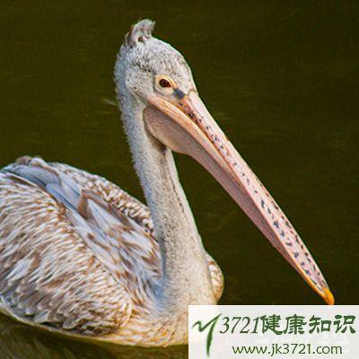 鹈鹕嘴的功效与作用-鹈鹕嘴的图片样子