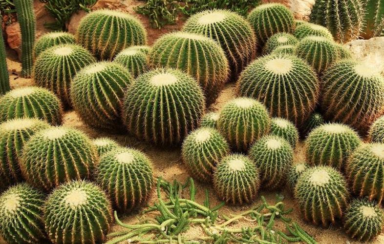仙人球的功效与作用-仙人球的图片样子