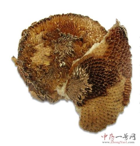 向日葵根的功效与作用-向日葵根的图片样子