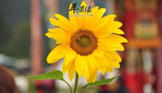 向阳花的功效与作用-向阳花的图片样子