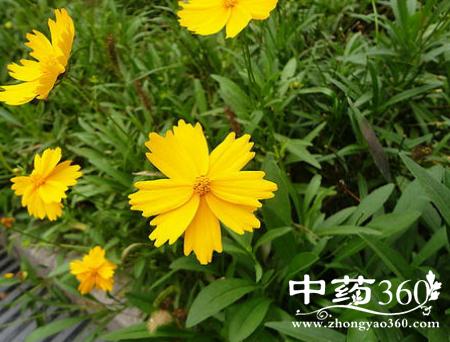 线叶金鸡菊的功效与作用-线叶金鸡菊的图片样子