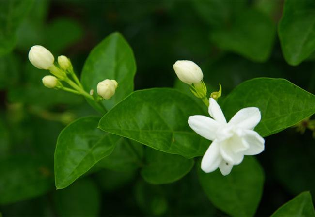 茉莉叶的功效与作用-茉莉叶的图片样子