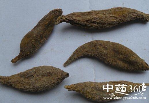 蝤蛑的功效与作用-蝤蛑的图片样子