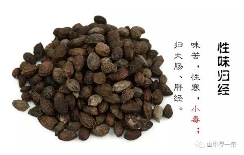 象胆的功效与作用-象胆的图片样子