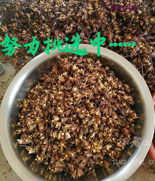 香椿子的功效与作用-香椿子的图片样子