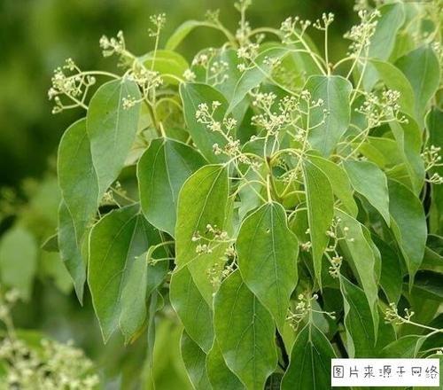 香樟根的功效与作用-香樟根的图片样子