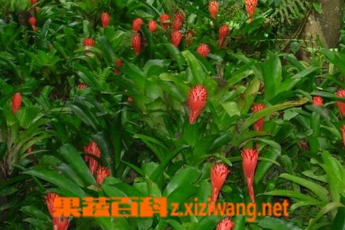 香水塔花的功效与作用-香水塔花的图片样子