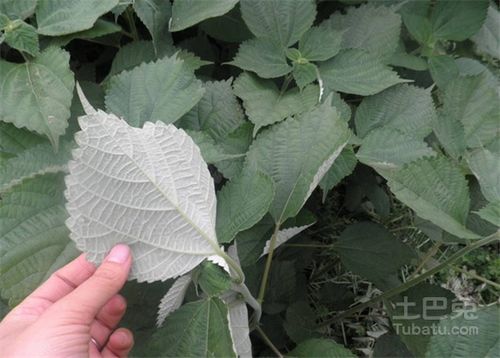 麻叶的功效与作用-麻叶的图片样子