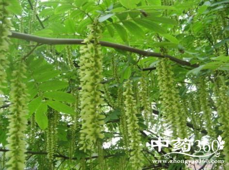 麻柳果的功效与作用-麻柳果的图片样子