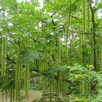 麻柳树根的功效与作用-麻柳树根的图片样子