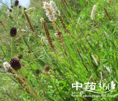 一匹草的功效与作用-一匹草的图片样子
