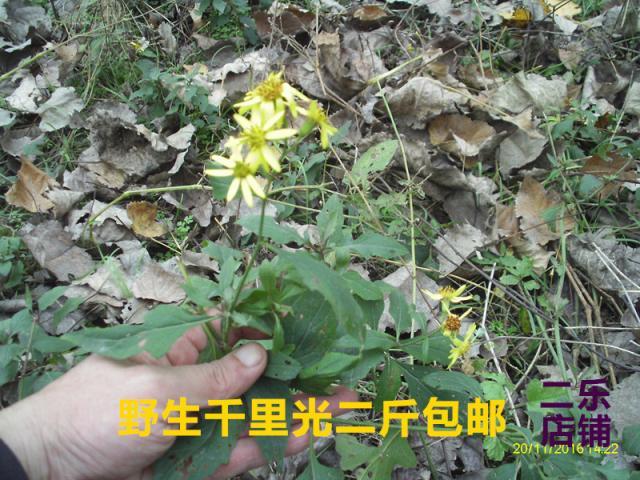 一扫光的功效与作用-一扫光的图片样子