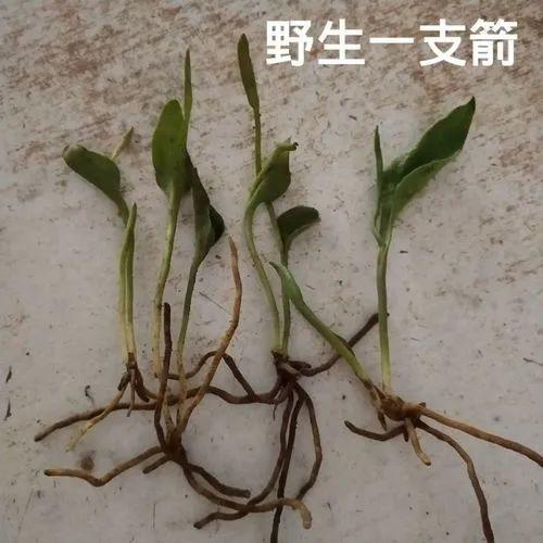一支箭的功效与作用-一支箭的图片样子