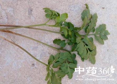 一朵云叶的功效与作用-一朵云叶的图片样子