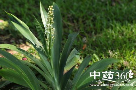 一皮草的功效与作用-一皮草的图片样子