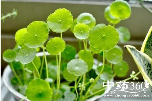 一碗水的功效与作用-一碗水的图片样子