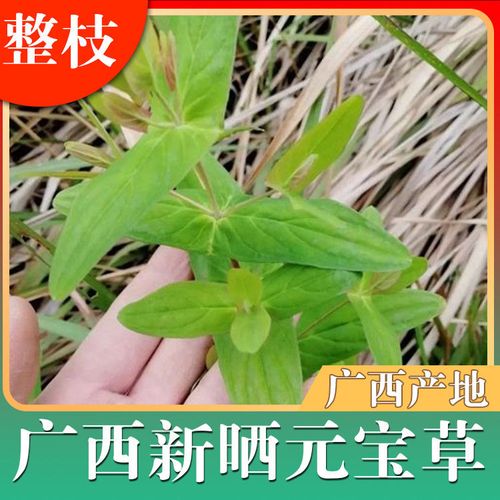 元宝草的功效与作用-元宝草的图片样子