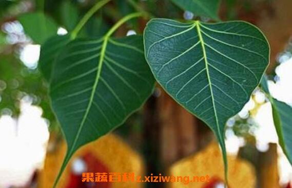 印度菩提树皮的功效与作用-印度菩提树皮的图片样子