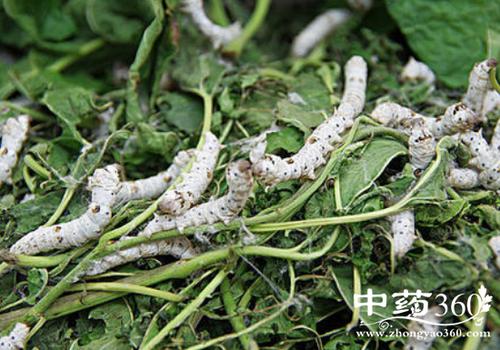 原蚕子的功效与作用-原蚕子的图片样子