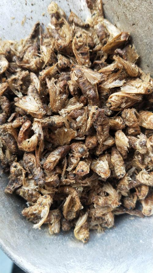 原蚕蛾的功效与作用-原蚕蛾的图片样子