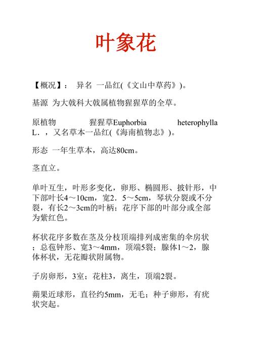 叶象花的功效与作用-叶象花的图片样子