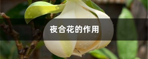 夜合花的功效与作用-夜合花的图片样子