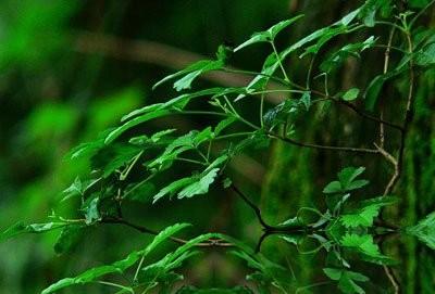 姊妹树的功效与作用-姊妹树的图片样子