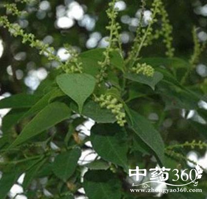 小叶双眼龙的功效与作用-小叶双眼龙的图片样子