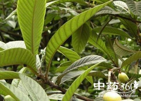 小叶枇杷的功效与作用-小叶枇杷的图片样子