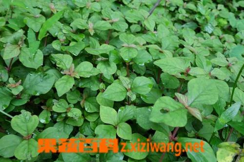 小叶蛇总管的功效与作用-小叶蛇总管的图片样子