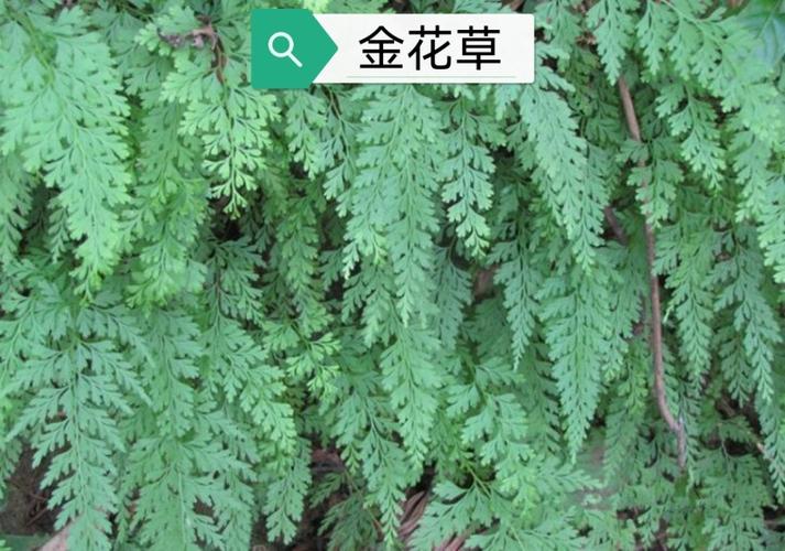 小叶金花草的功效与作用-小叶金花草的图片样子