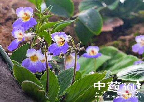 小喇叭的功效与作用-小喇叭的图片样子