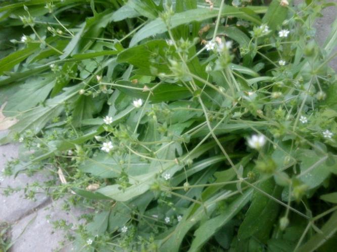 小无心菜的功效与作用-小无心菜的图片样子