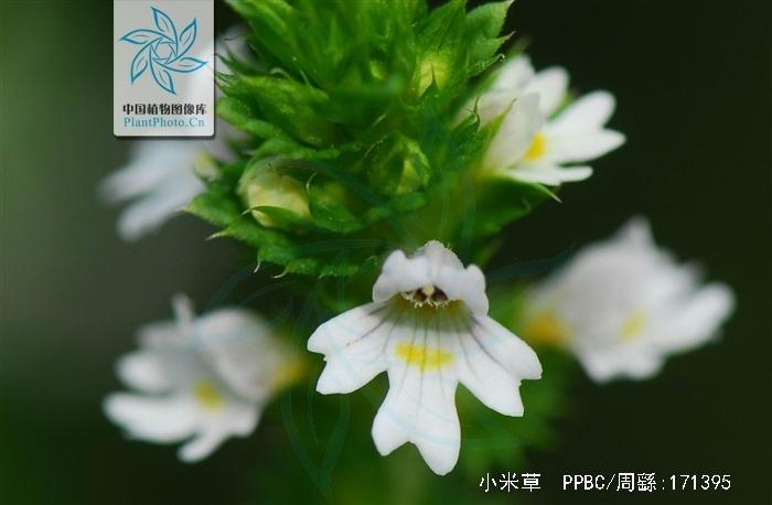 小米草的功效与作用-小米草的图片样子