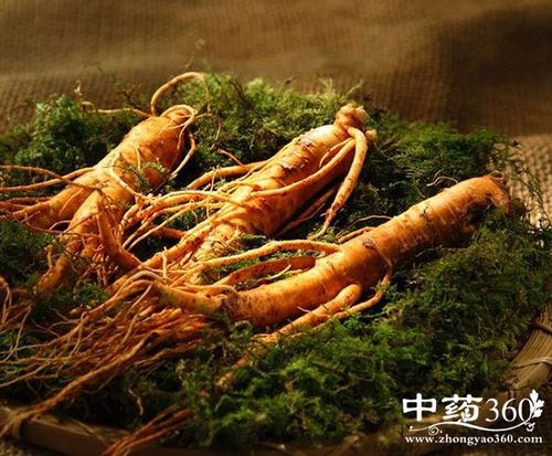 小雪人参的功效与作用-小雪人参的图片样子