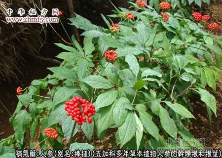 岩人参的功效与作用-岩人参的图片样子