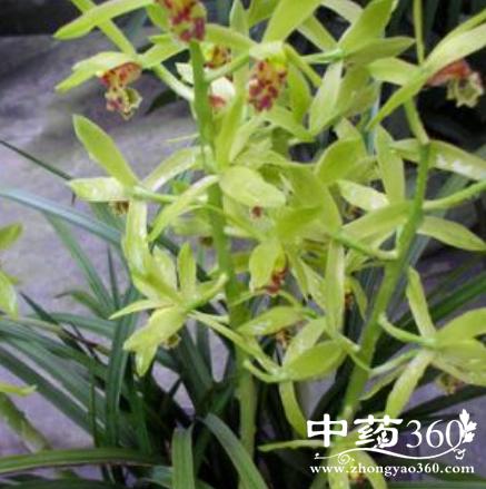 岩兰花根的功效与作用-岩兰花根的图片样子
