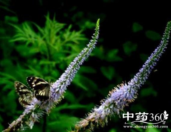 斩龙剑的功效与作用-斩龙剑的图片样子