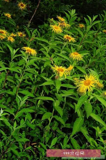 旋覆花的功效与作用-旋覆花的图片样子