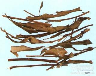 枝儿条的功效与作用-枝儿条的图片样子