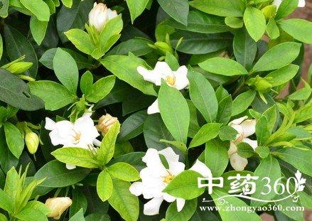 栀子花根的功效与作用-栀子花根的图片样子