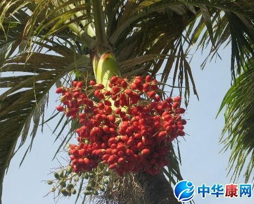 棕榈子的功效与作用-棕榈子的图片样子