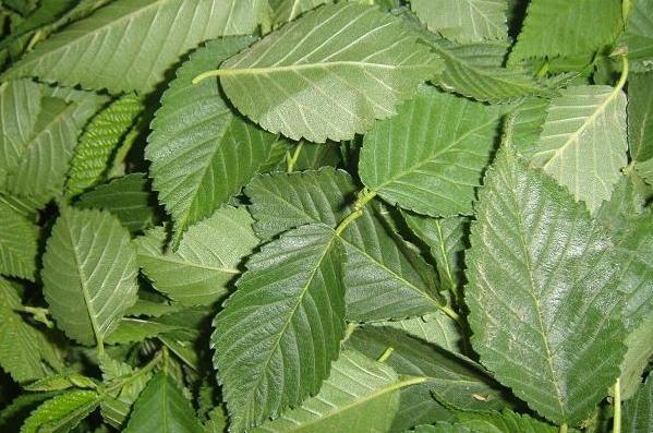 榆叶的功效与作用-榆叶的图片样子
