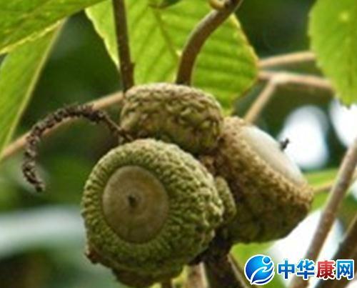 槠子皮叶的功效与作用-槠子皮叶的图片样子